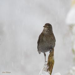 Gipfelstürmerin - Amsel