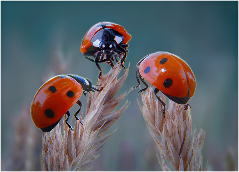 Gipfeltreffen ... :-))