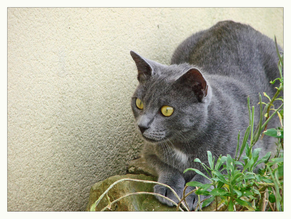 Gipsy auf der Lauer