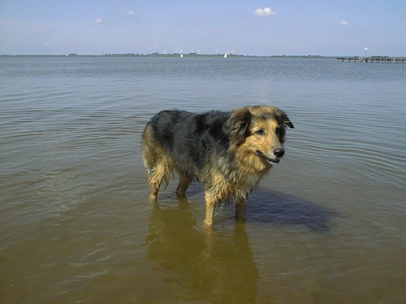 Gipsy im Dümmersee