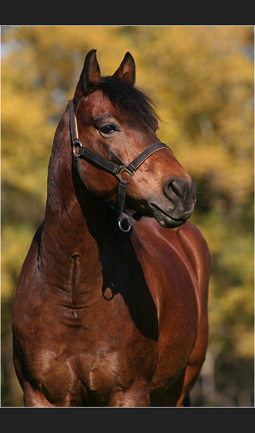 gipsy im herbst