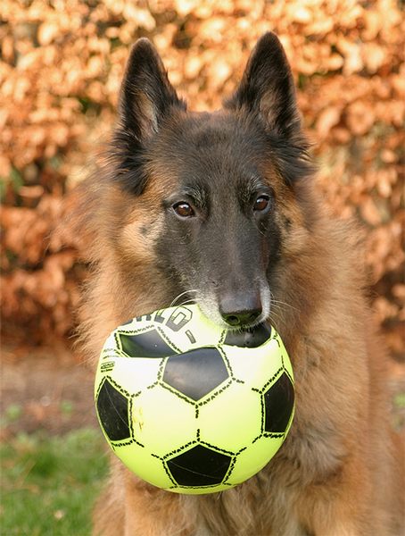 GIPSY MIT BALL.............