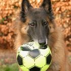 GIPSY MIT BALL.............