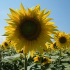 << gira ...... girasole .....attorno al sole...>>