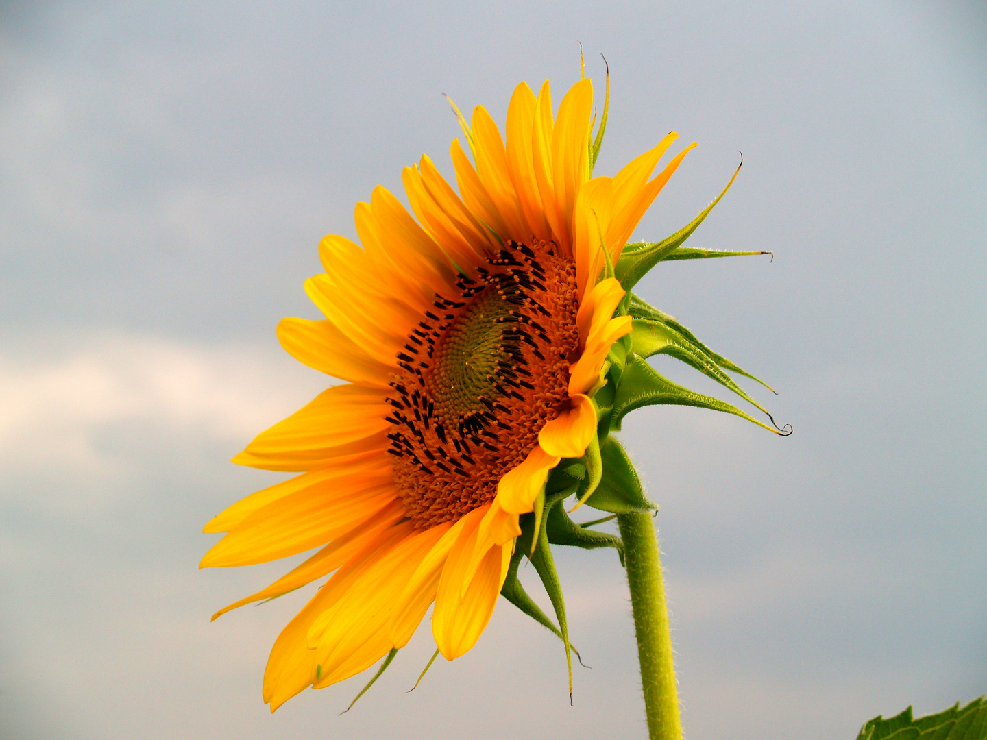 gira il sole