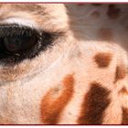 giraf Aitana safari park