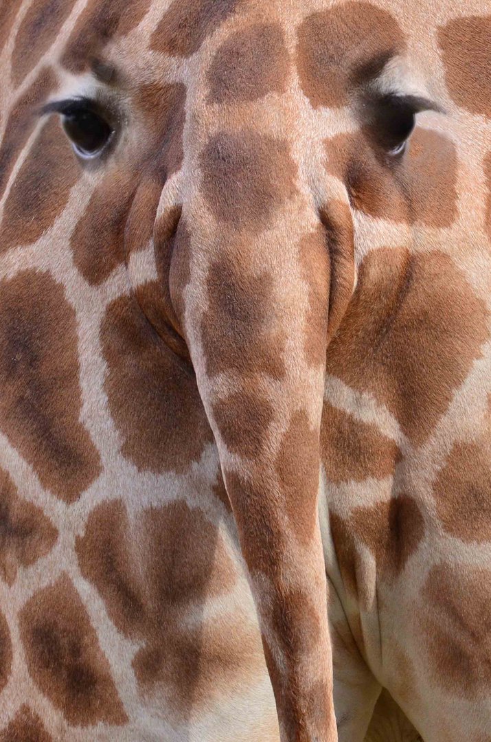 Girafant