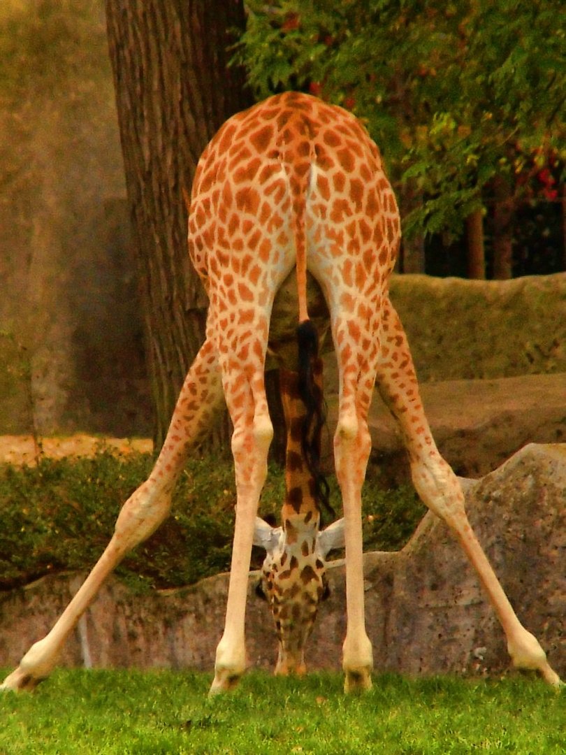 Girafe