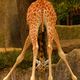 Girafe