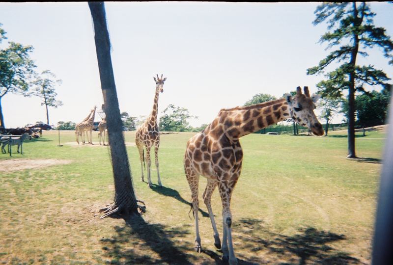 Girafe 2