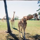 Girafe 2