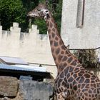 Girafe (2)