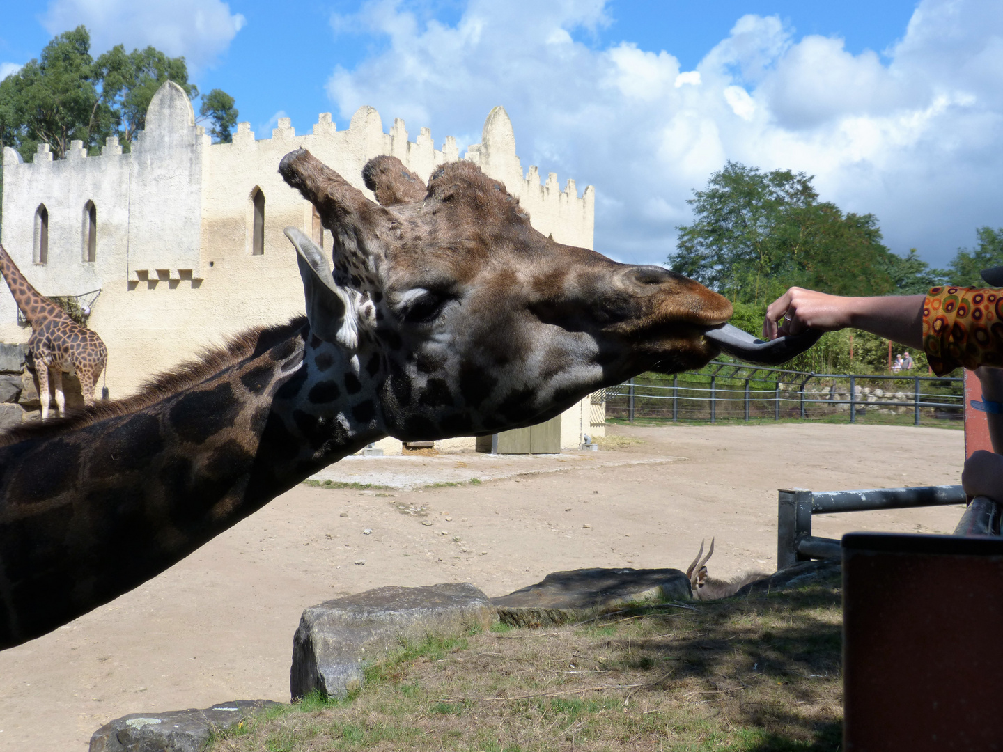 Girafe (3)