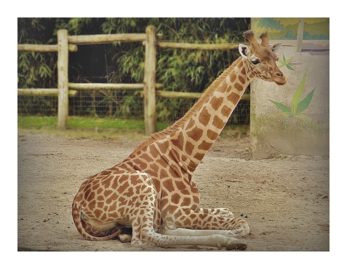 girafe