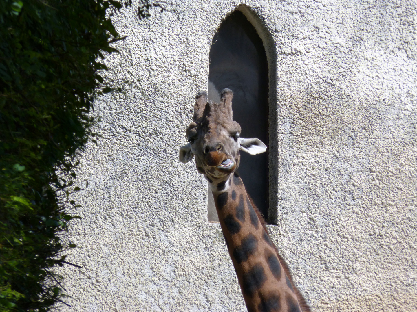 Girafe (4)