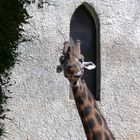 Girafe (4)
