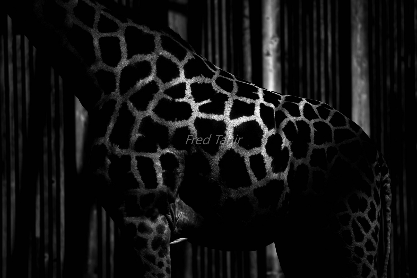 girafe