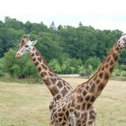 Girafe