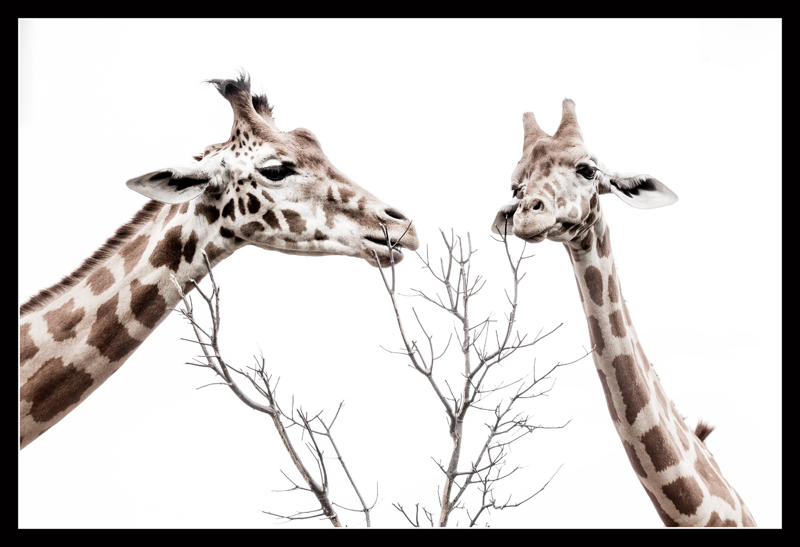 Girafe