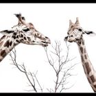 Girafe