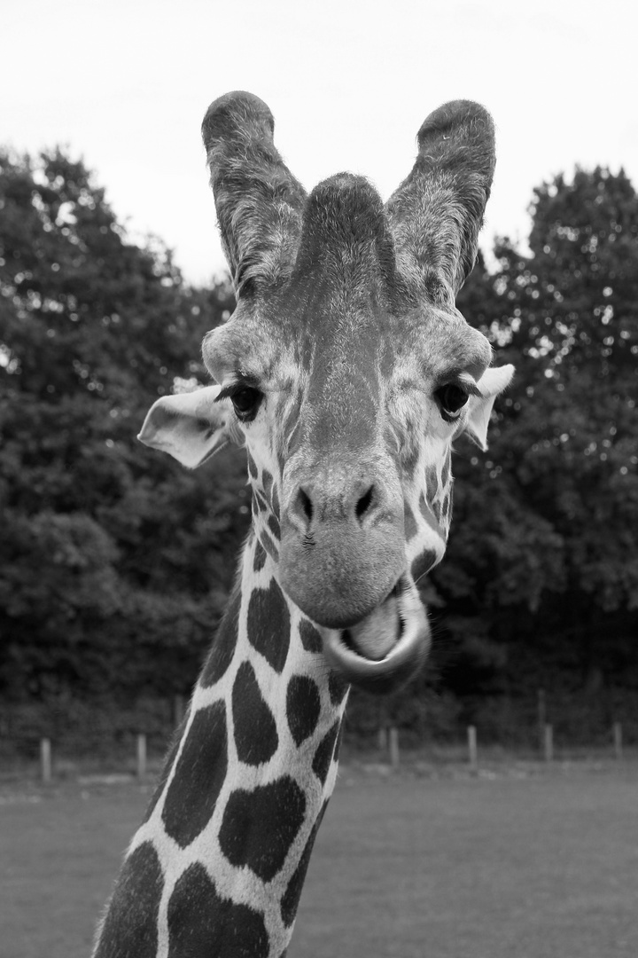 girafe (6)