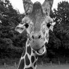 girafe (6)