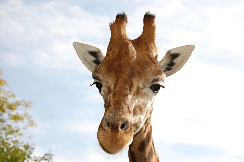 girafe