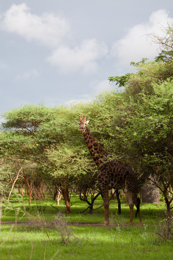 Girafe