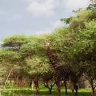 Girafe