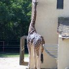 Girafe