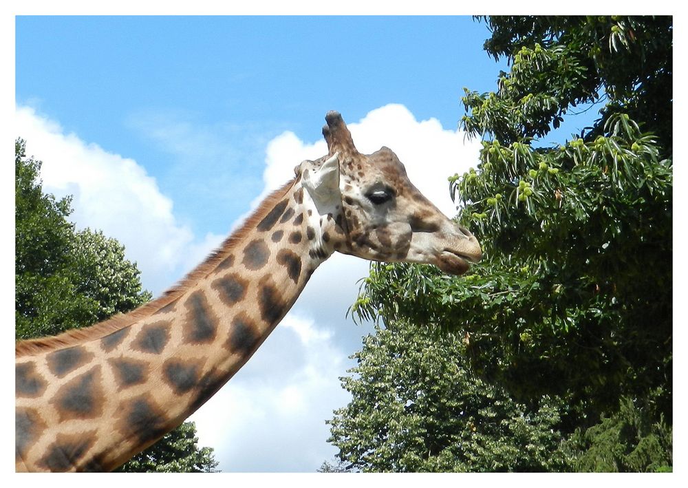 girafe