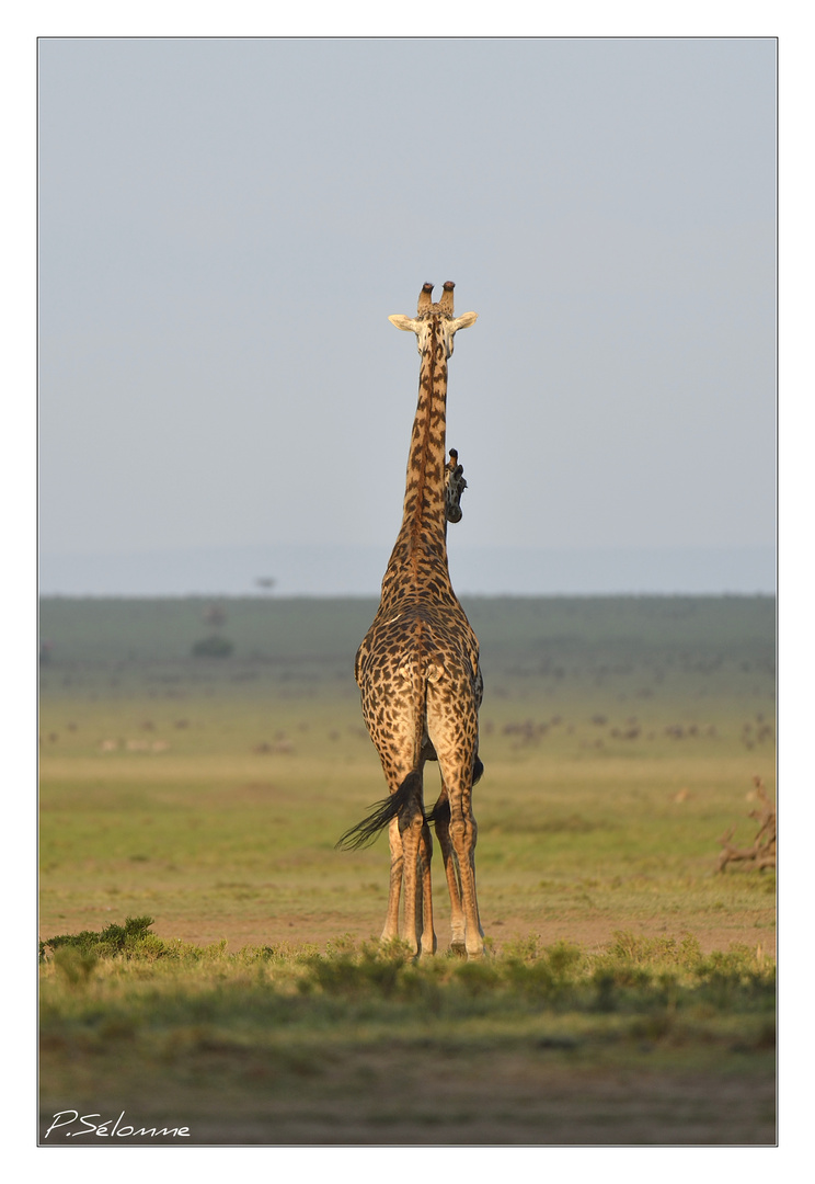 Girafe à 2 têtes et 6 pattes