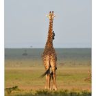 Girafe à 2 têtes et 6 pattes