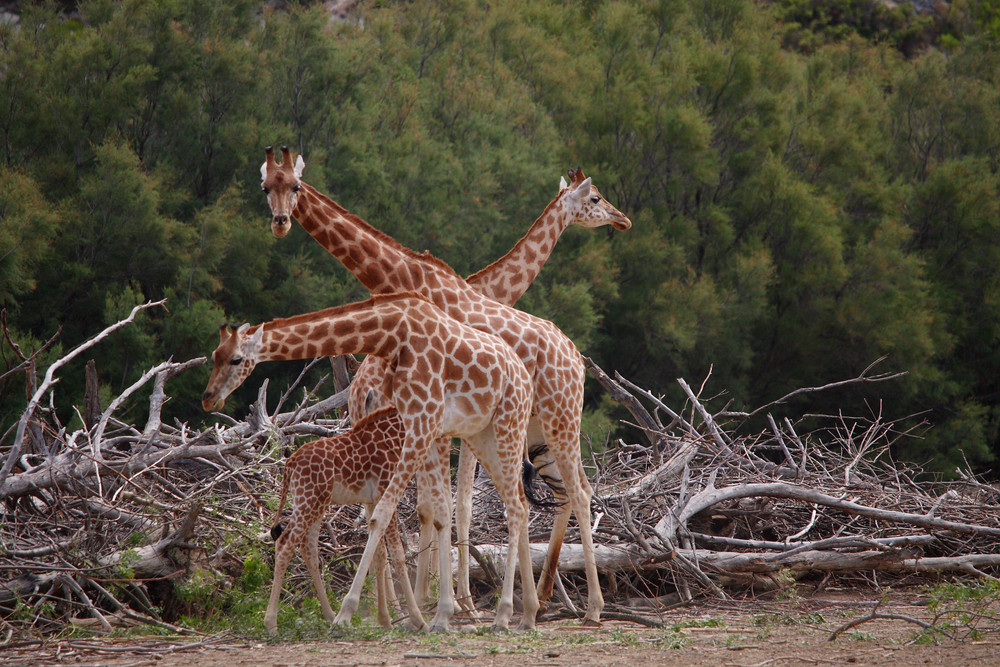 girafe