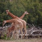 girafe