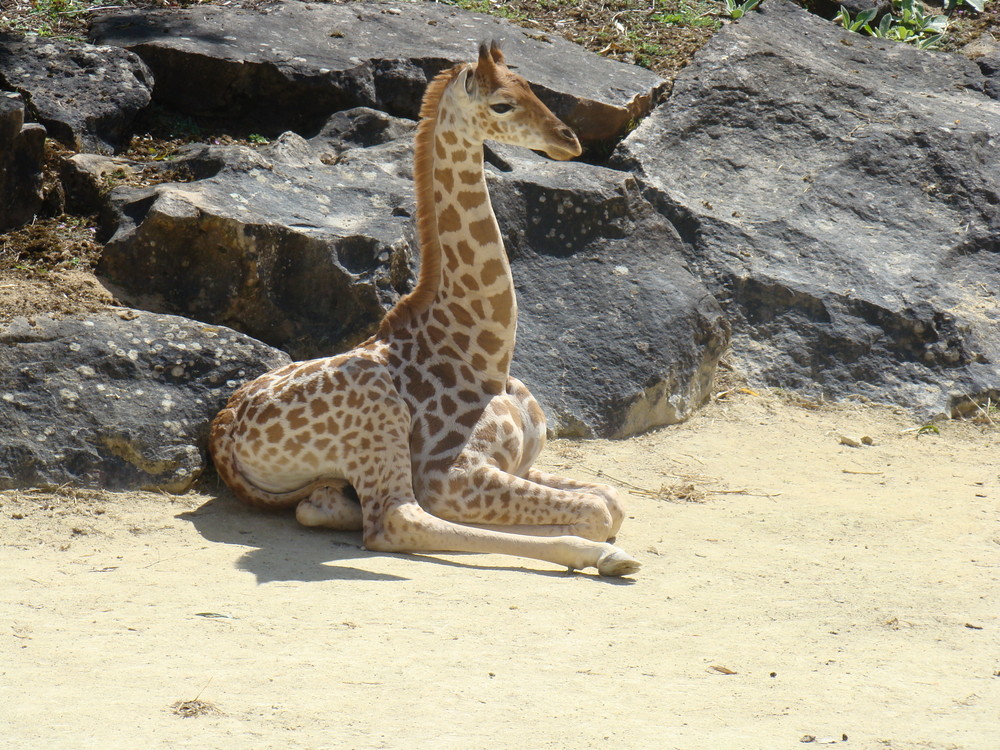 Girafe assise