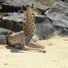 Girafe assise