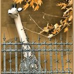 Girafe au balcon