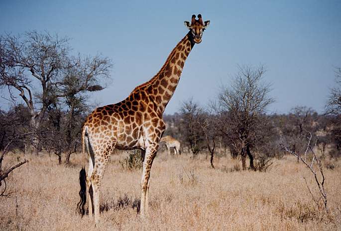 Girafe d'Afrique Australe, Kruger National Park, Afrique du Sud