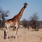 Girafe d'Afrique Australe, Kruger National Park, Afrique du Sud