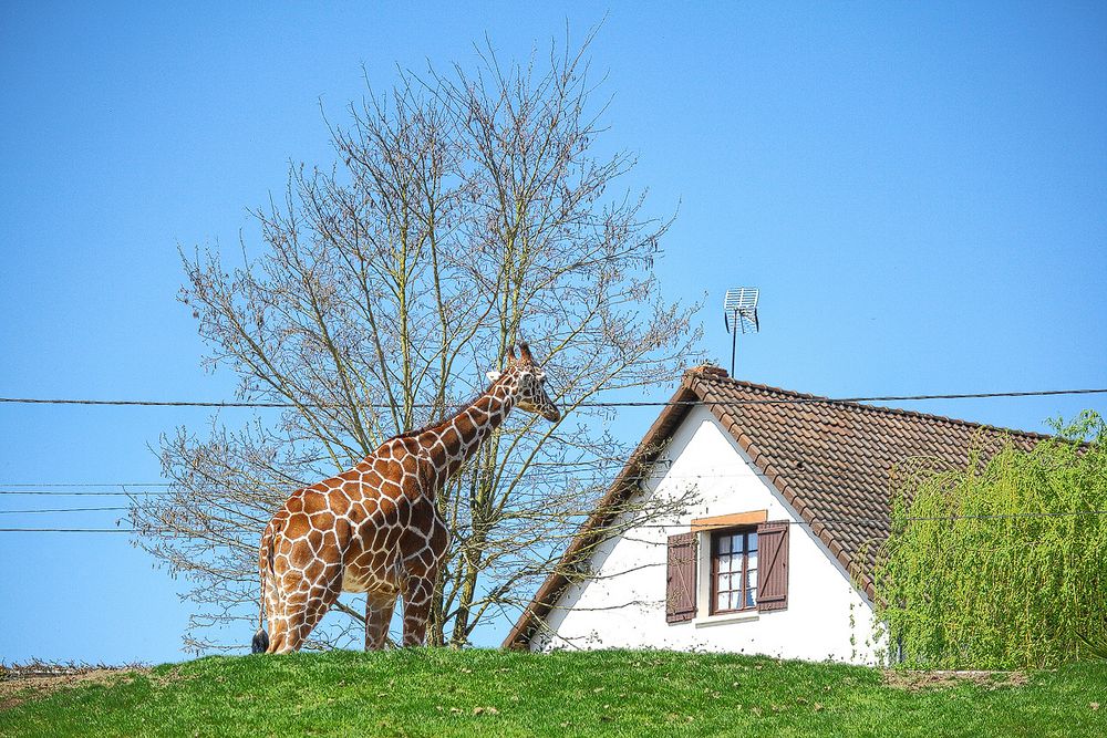 Girafe dans le jardin de zutzapzin 