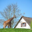 Girafe dans le jardin