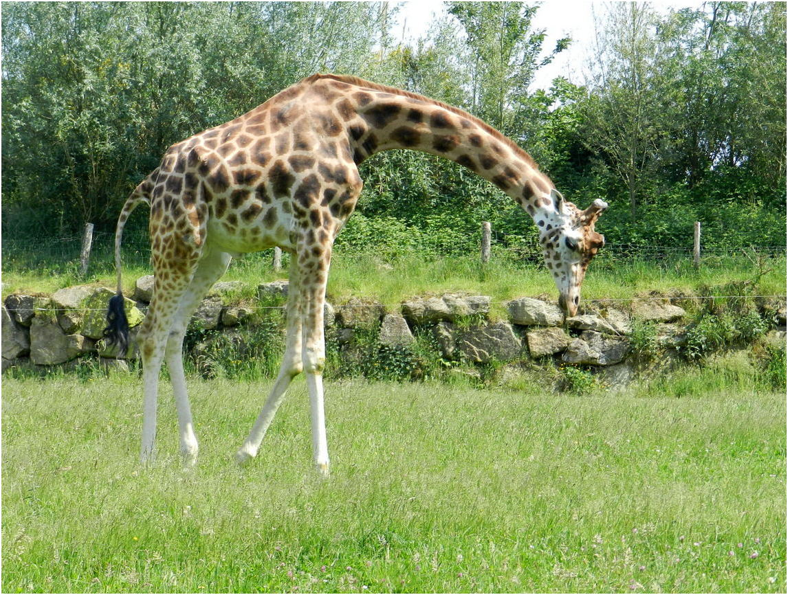 girafe