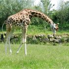 girafe