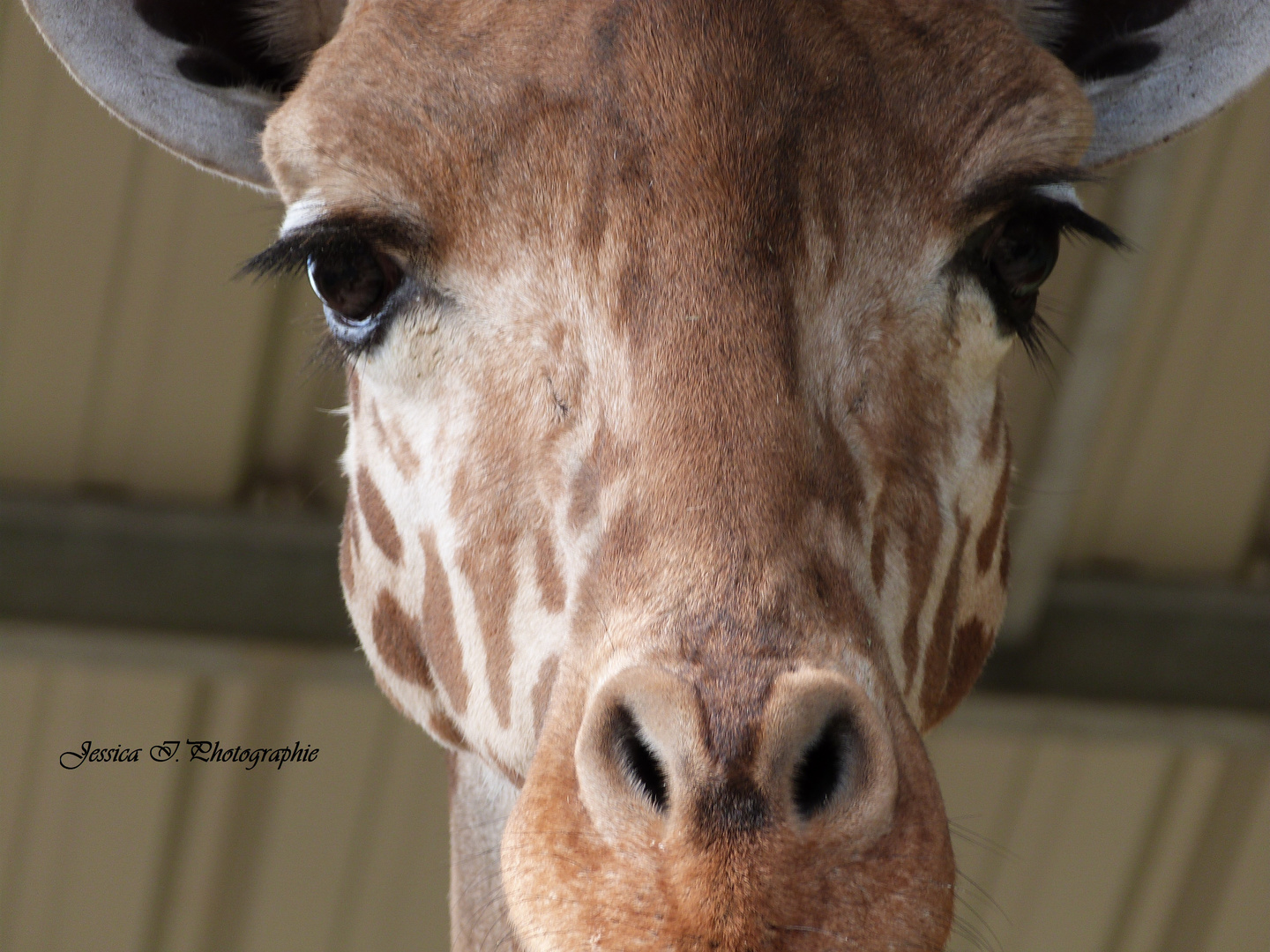 Girafe du Niger