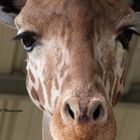 Girafe du Niger