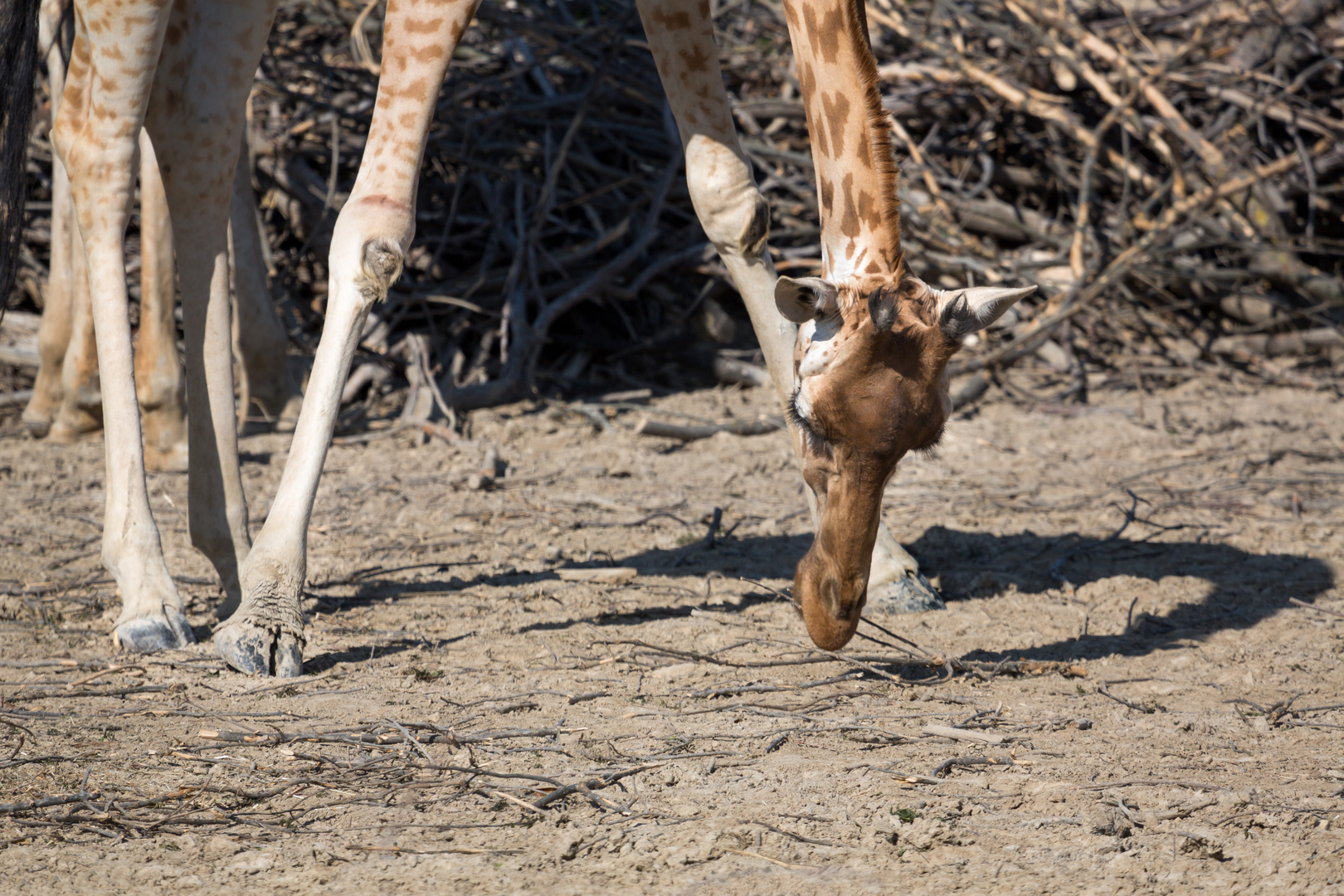 Girafe du Niger