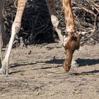 Girafe du Niger