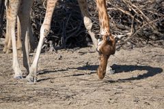 Girafe du Niger