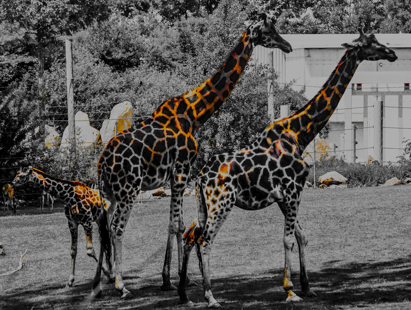 Girafe et cie